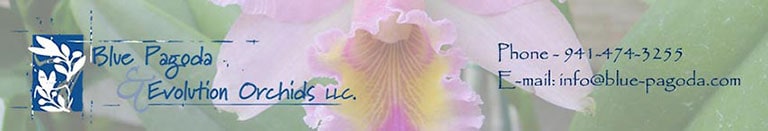 Blue Pagoda & Evolution Orchids LLC