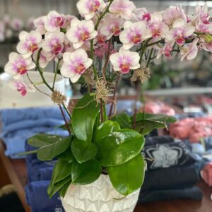 Deluxe Orchid Decorative Pot