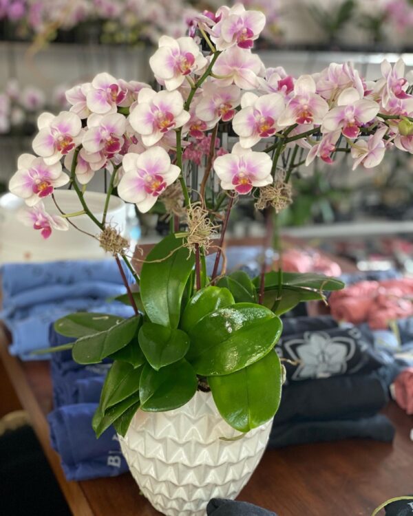 Deluxe Orchid Decorative Pot