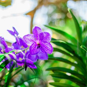 Vanda Pachara Delight