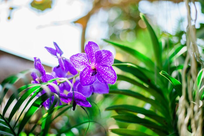 Vanda Pachara Delight