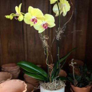 Simple Modern Orchid