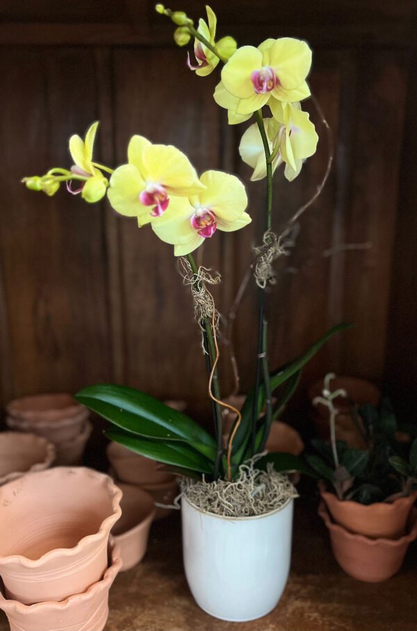 Simple Modern Orchid