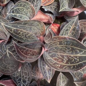Box of 9 Golden Jewel Orchid Plugs