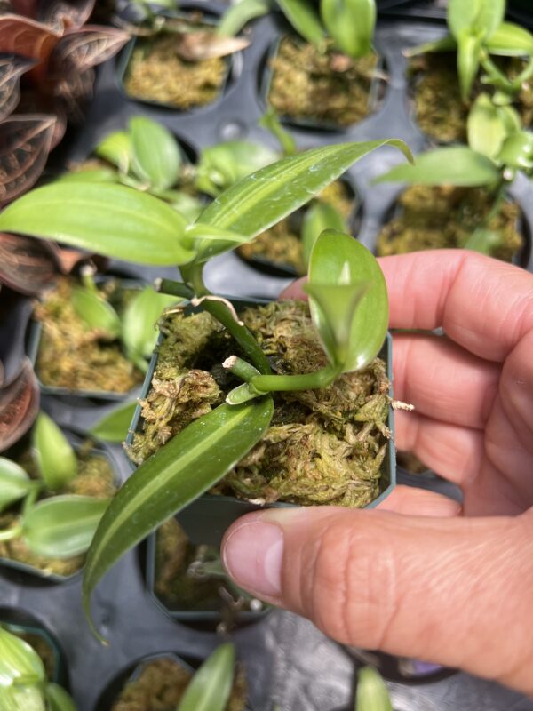 Box of 9 Orchid Plugs (variegated and super variegated vanilla)