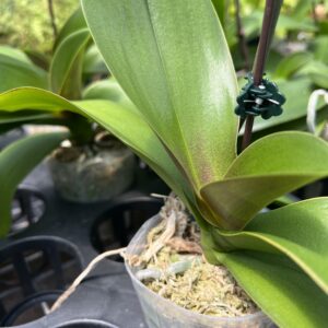 Mystery Variety Tray of 15- 3" potted Phalaenopsis orchids