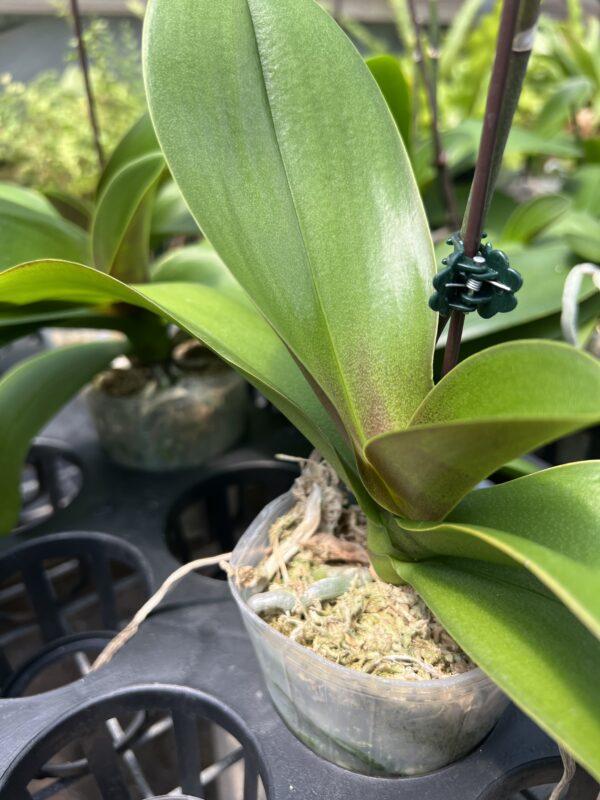 Mystery Variety Tray of 15- 3" potted Phalaenopsis orchids